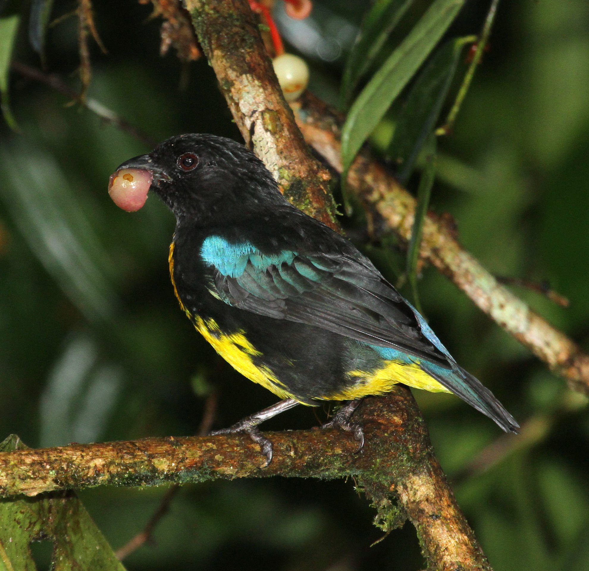 Black-and-gold Tanager © Andrew Whittaker