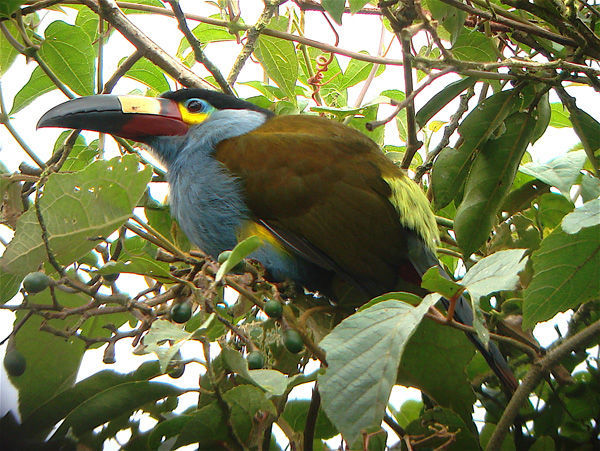 Plate-billed Mountain-Toucan © Paul Greenfield