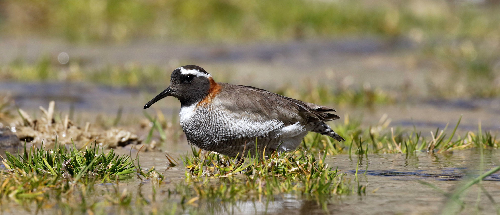 Diademed Sandpiper-Plover © Andrew Whittaker