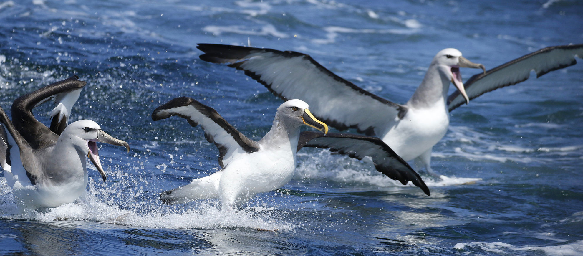 Buller's Albatross between two Salvin's Albatross © Andrew Whittaker