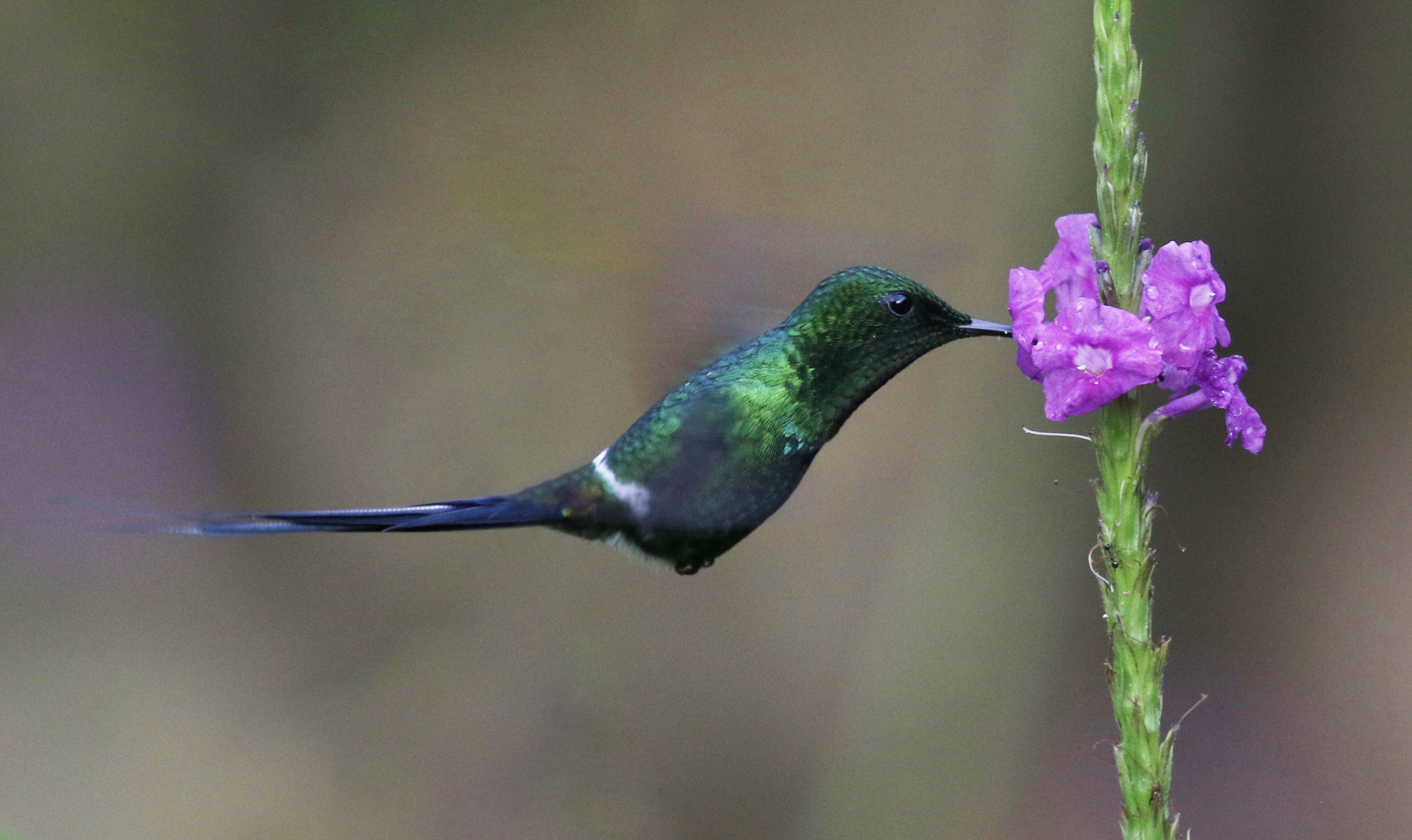 Green Thorntail © David Ascanio