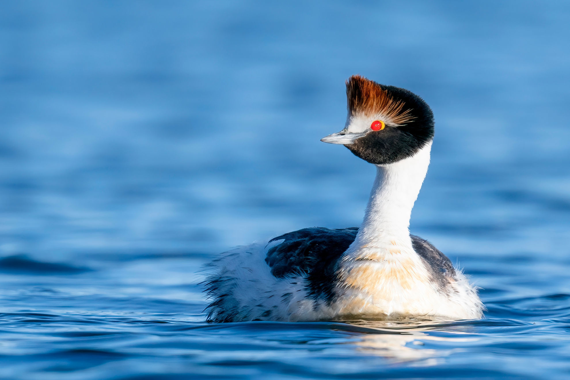 Hooded Grebe © Rob Jansen/Shutterstock