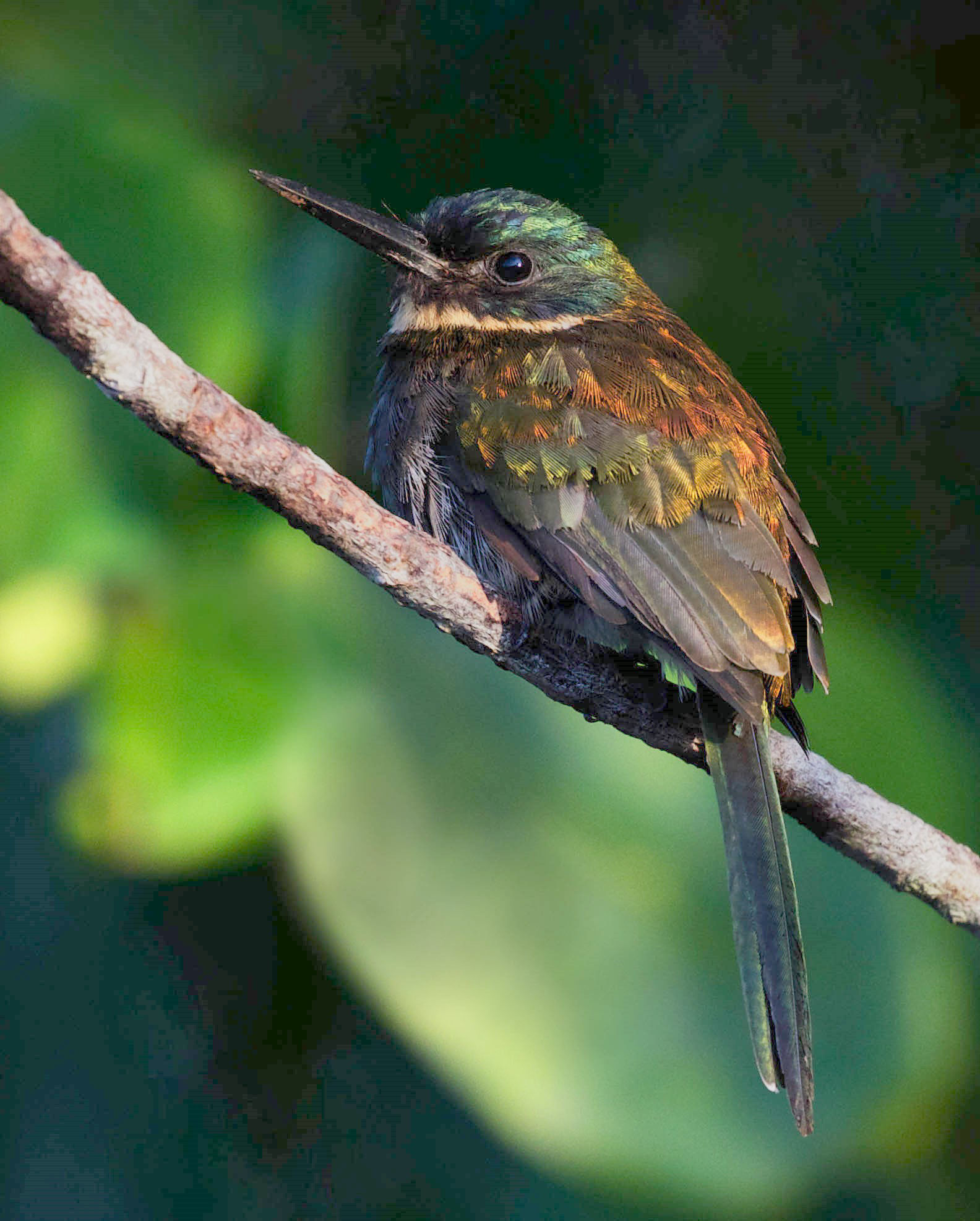 Bronzy Jacamar © David Ascanio