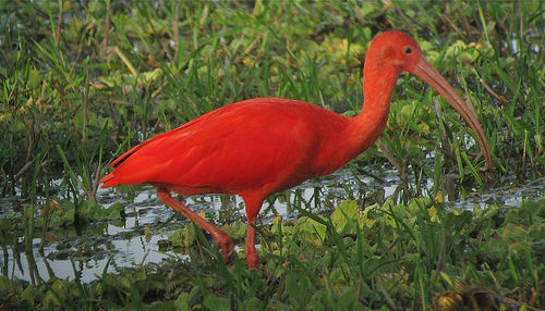 Scarlet Ibis © David Ascanio