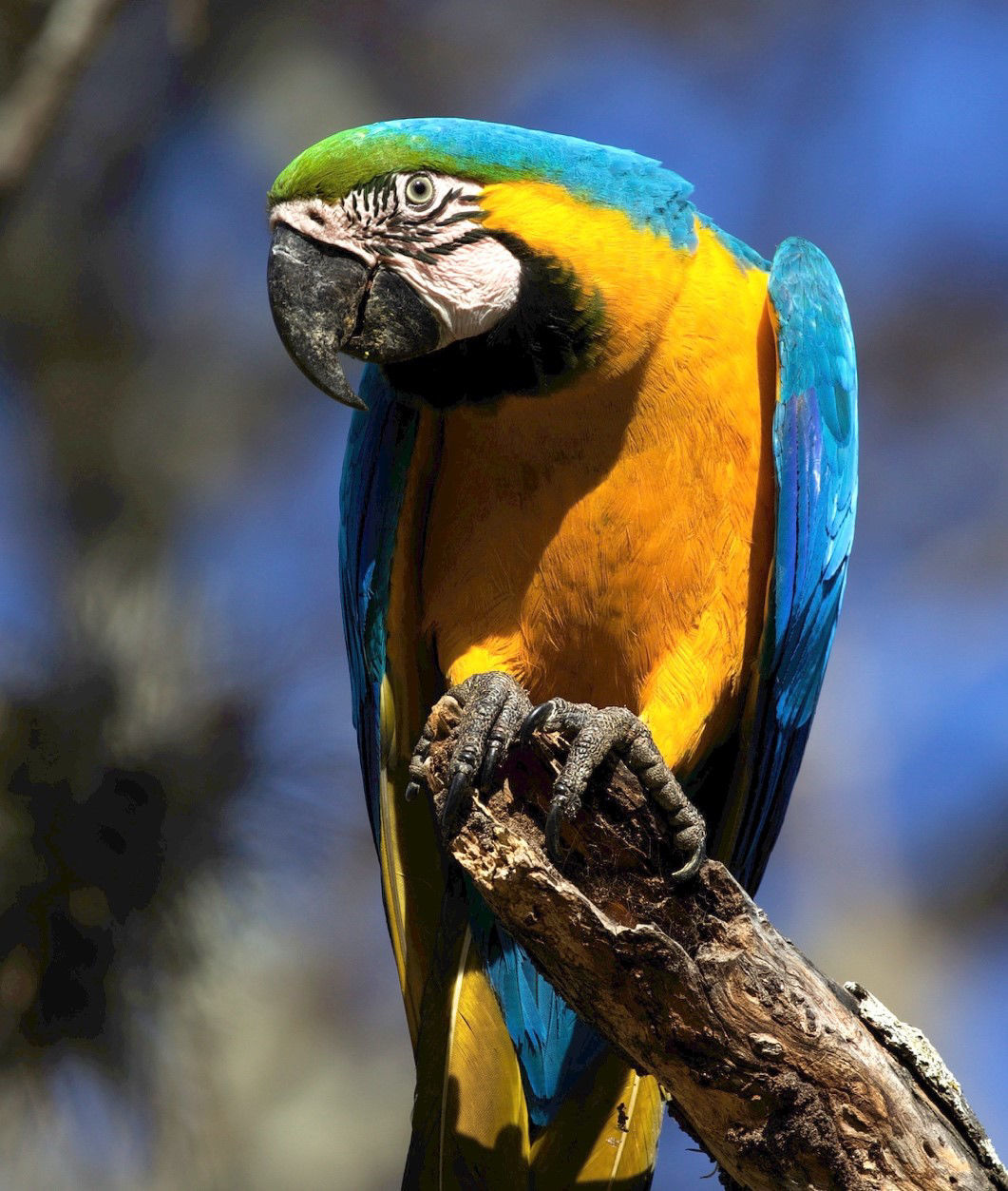 Blue-and-yellow Macaw © David Ascanio