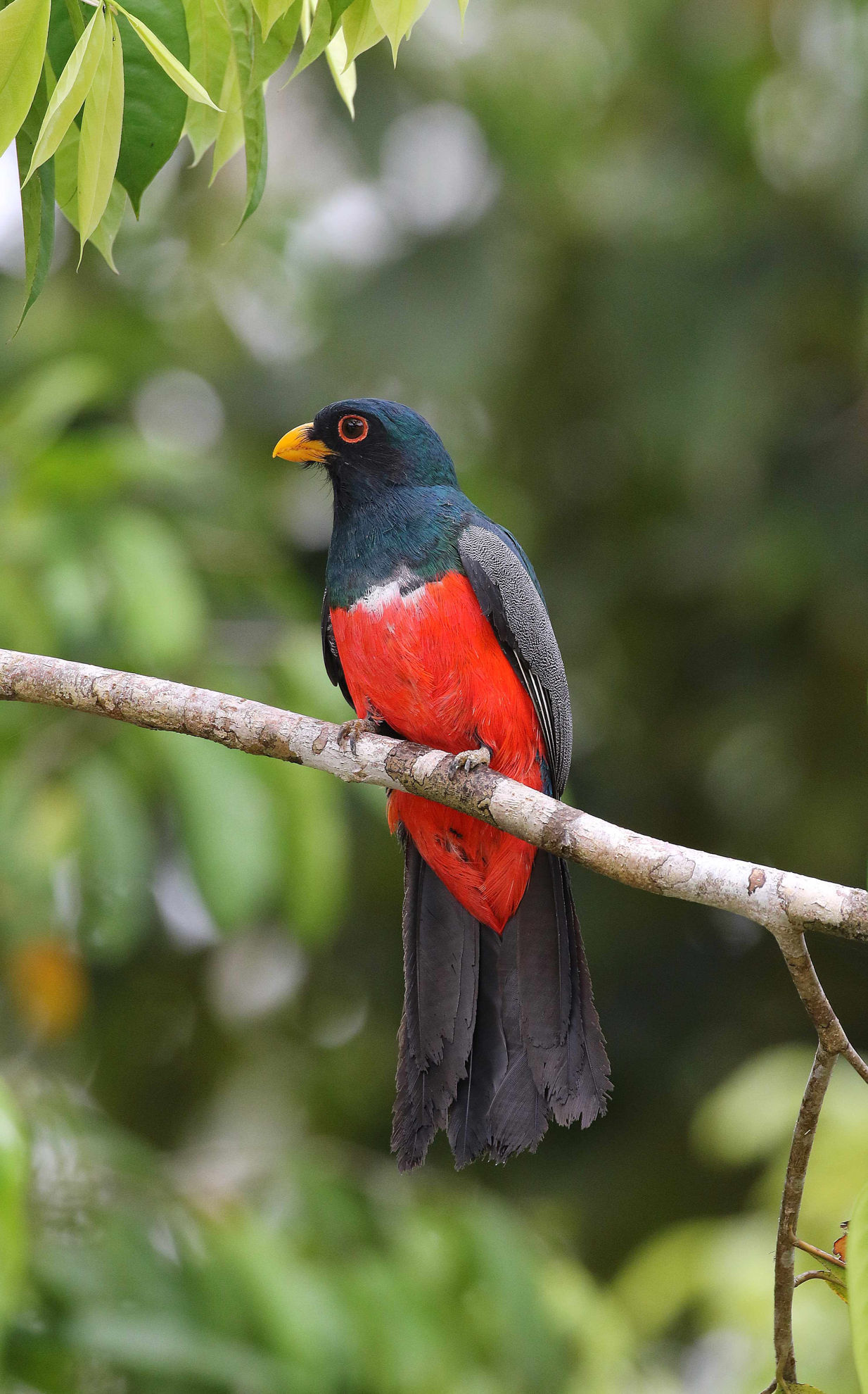 Black-tailed Trogon © Andrew Whittaker