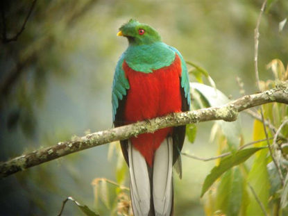 Crested Quetzal © David Wiolf