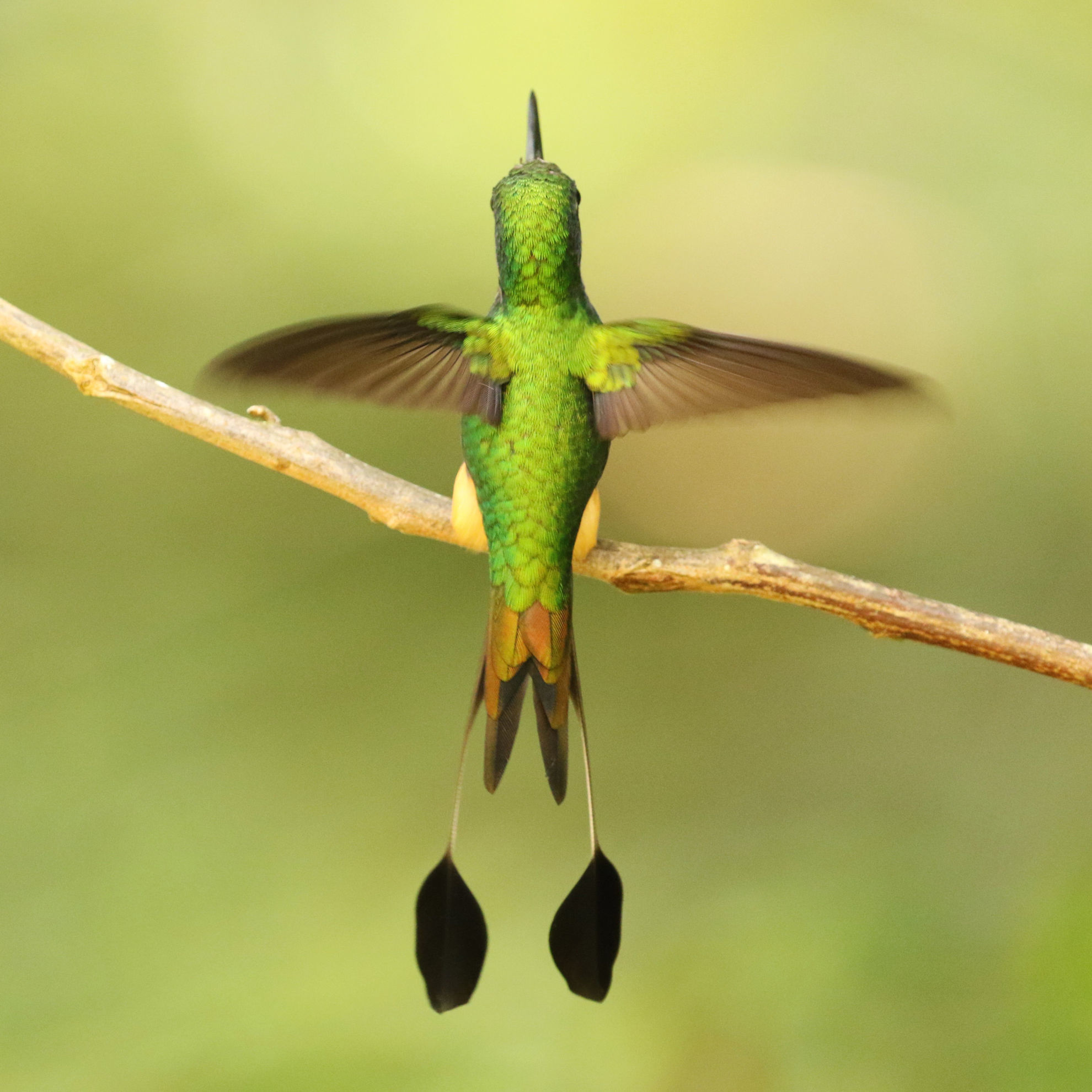 Peruvian Racket-tail © Brian Gibbons