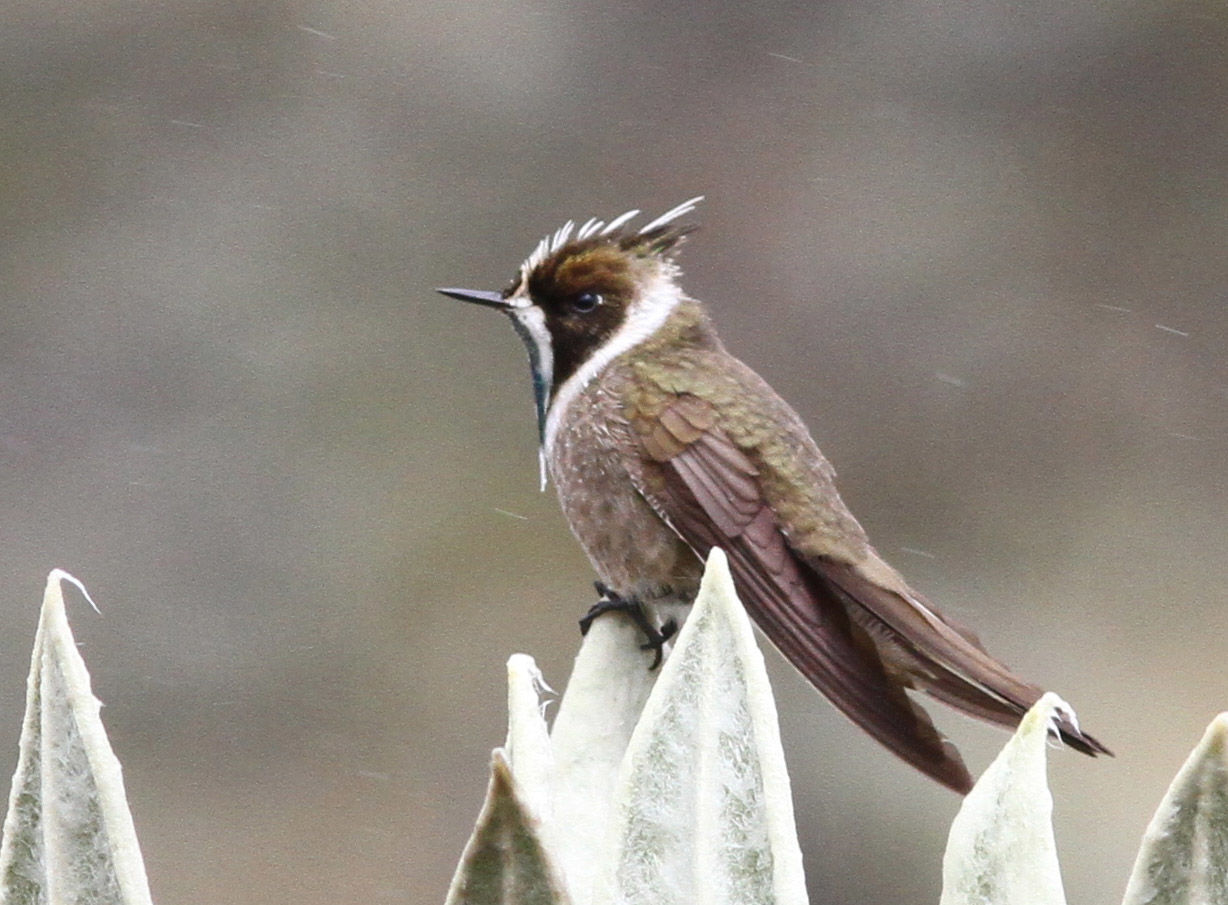 Green-bearded Helmetcrest © Steve Hilty