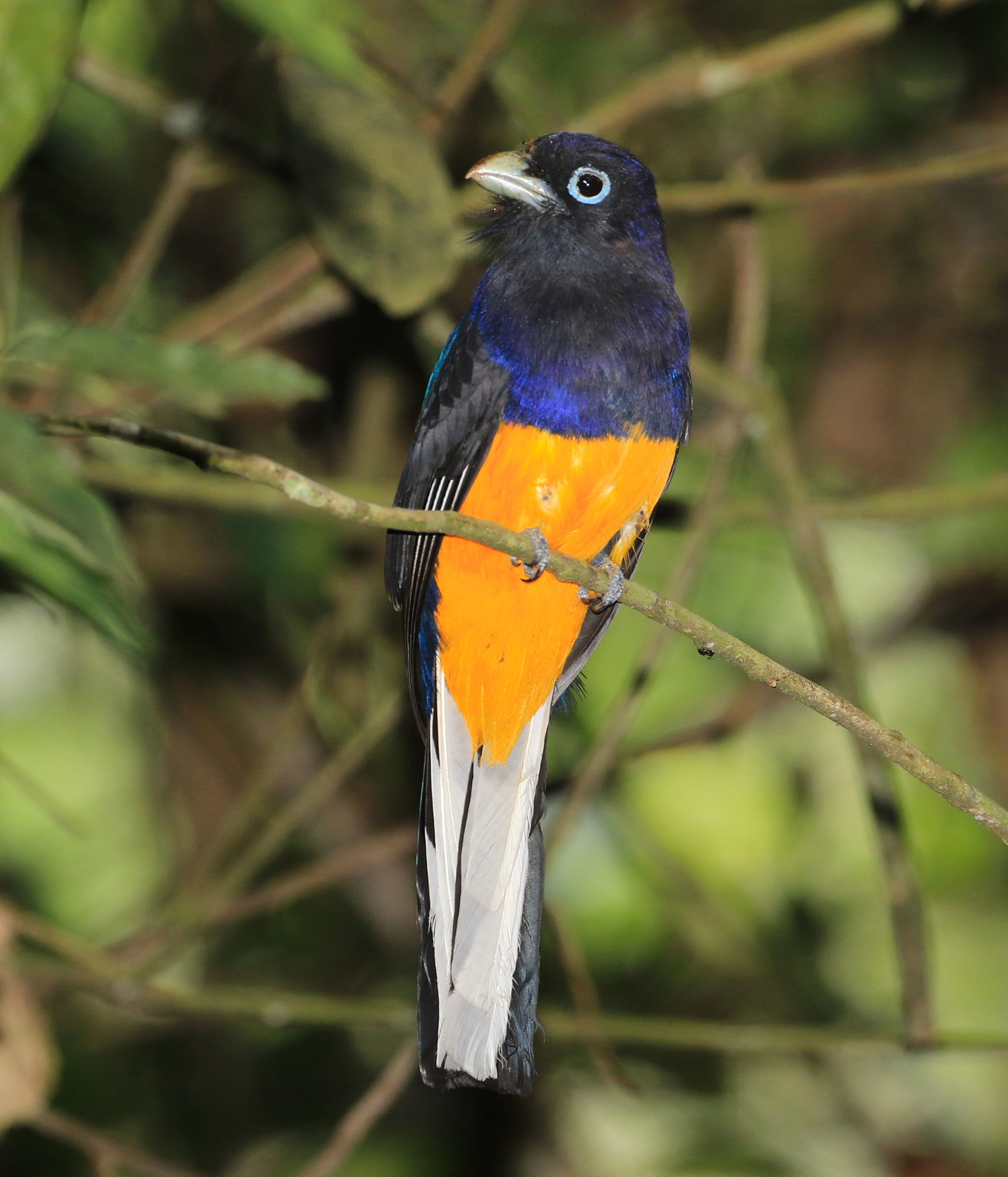 White-tailed Trogon © Steve Hilty