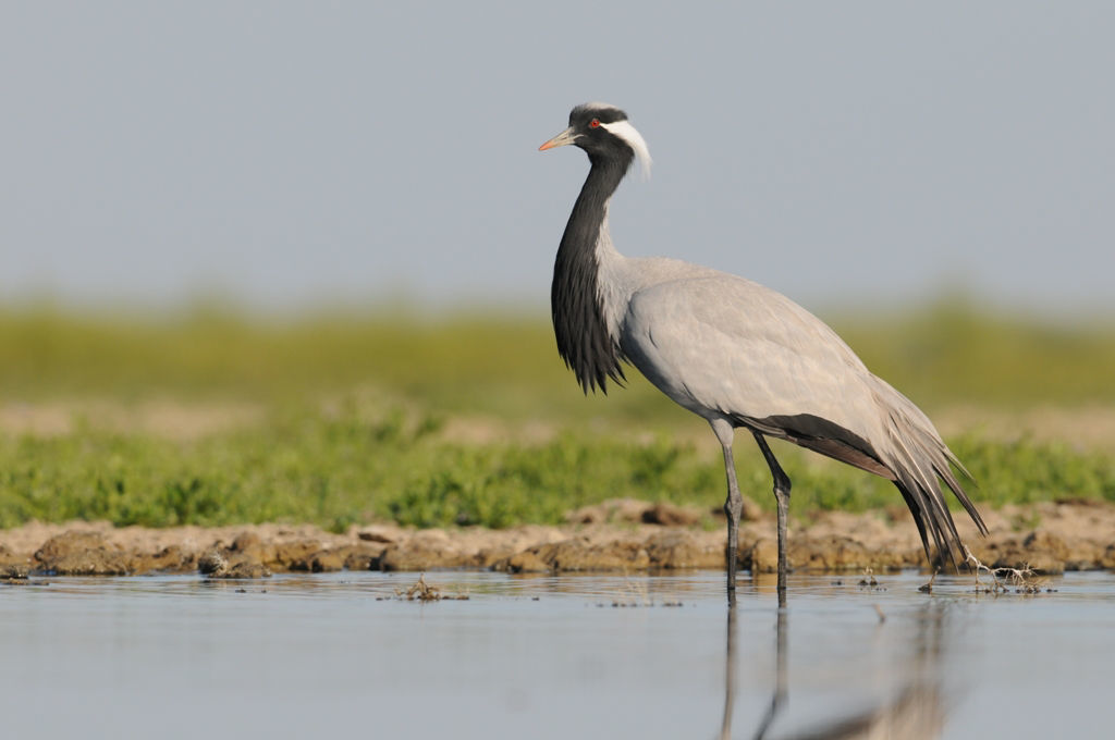 Demoiselle Crane © Machiel Valkenburg