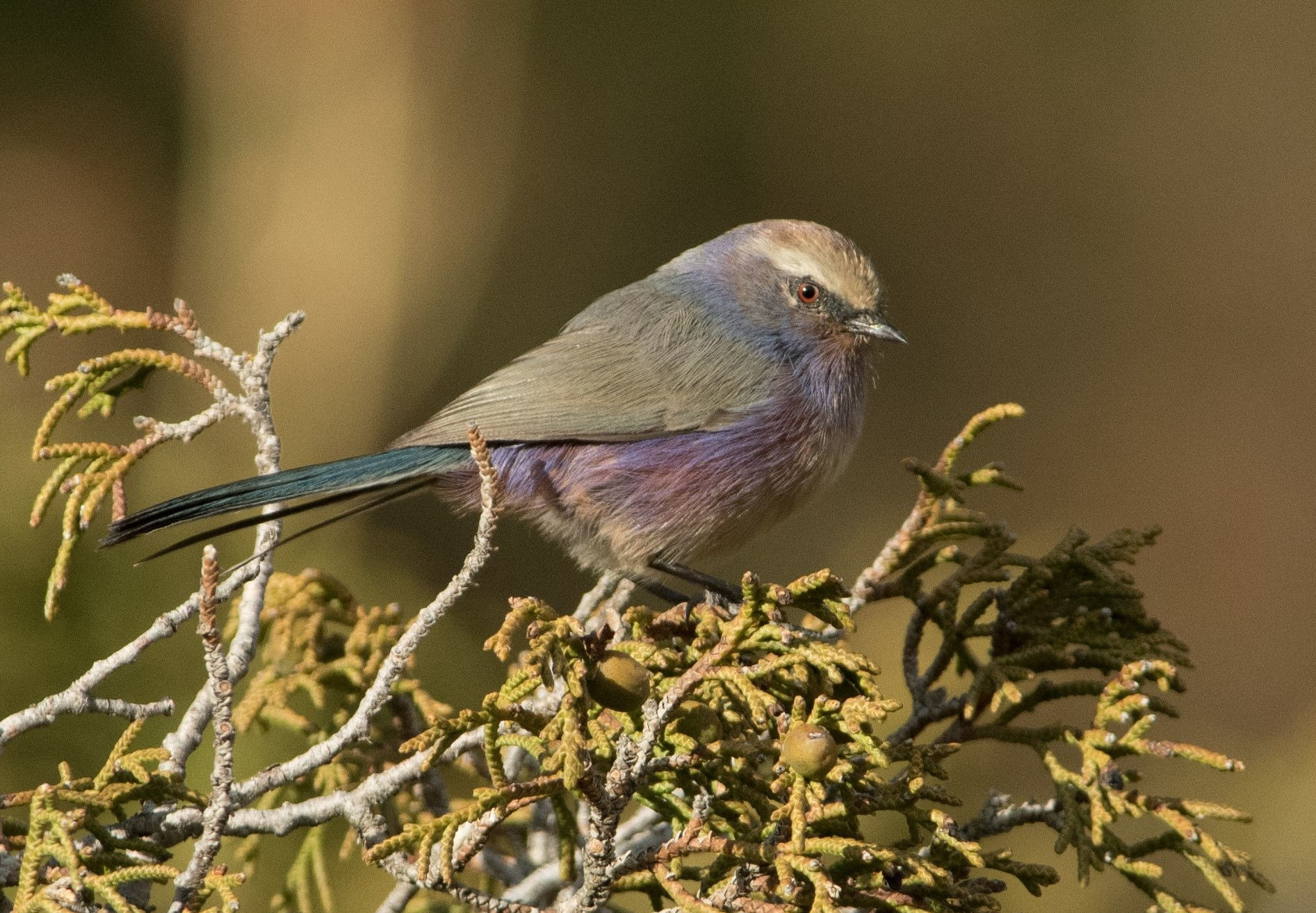 White-browed Tit-Warbler © Machiel Valkenburg