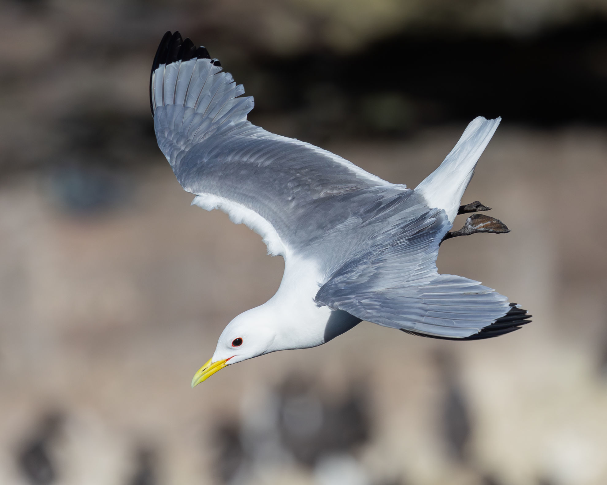 Black-legged Kittiwake © Michael Buckham/Macaulay Library