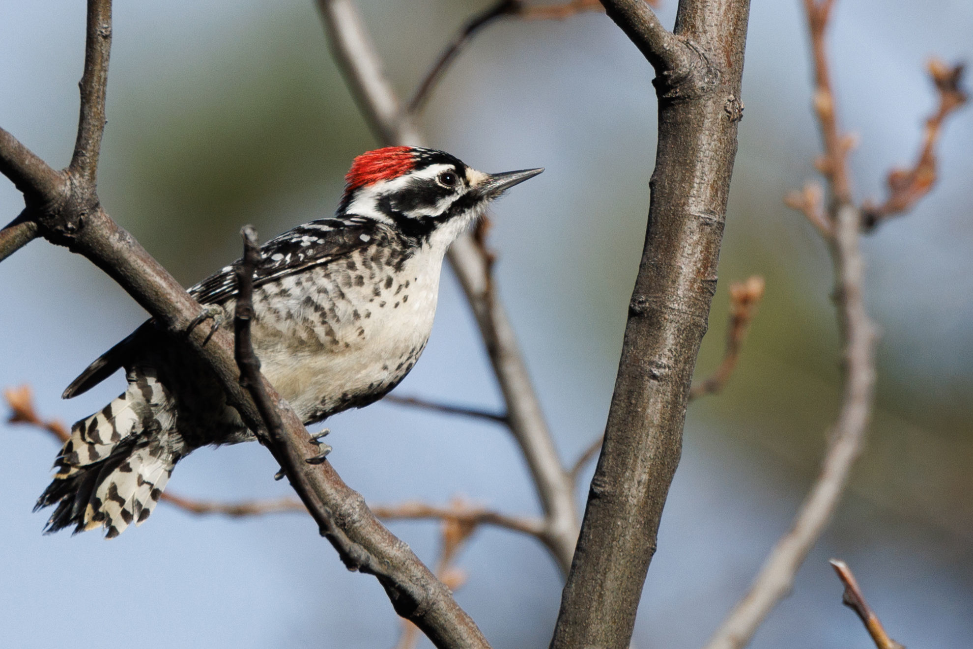 Nuttall's Woodpecker © Nathan Goldberg/Macaulay Library