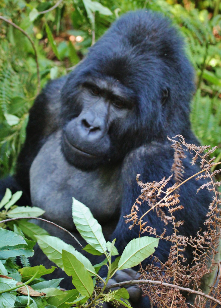 Eastern Gorilla ©Dion Hobcroft 
