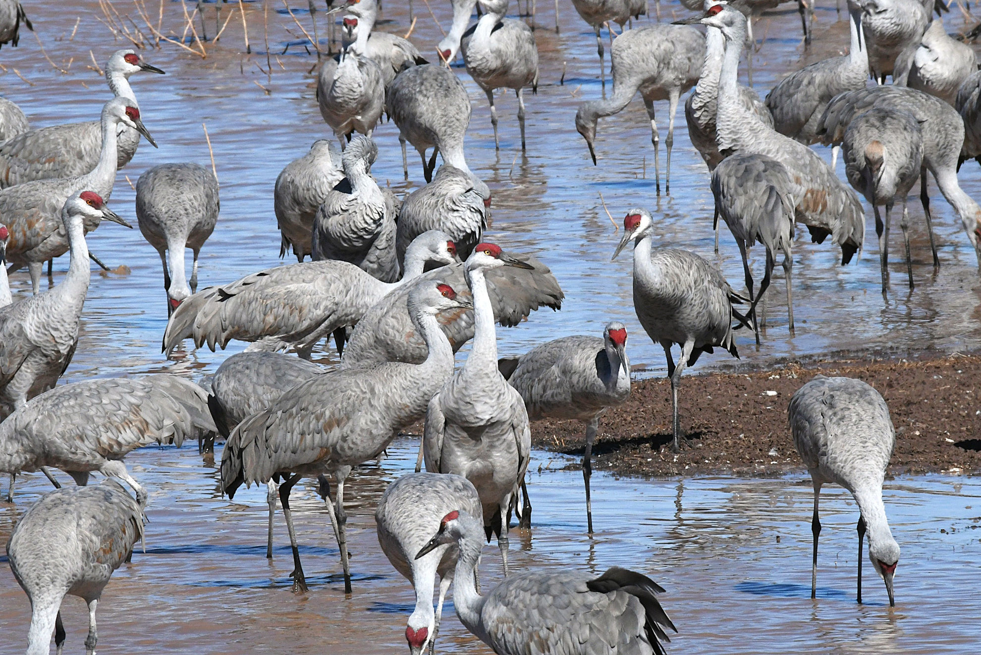 Sandhill Cranes © Shirley Sobkow/Macaulay Library
