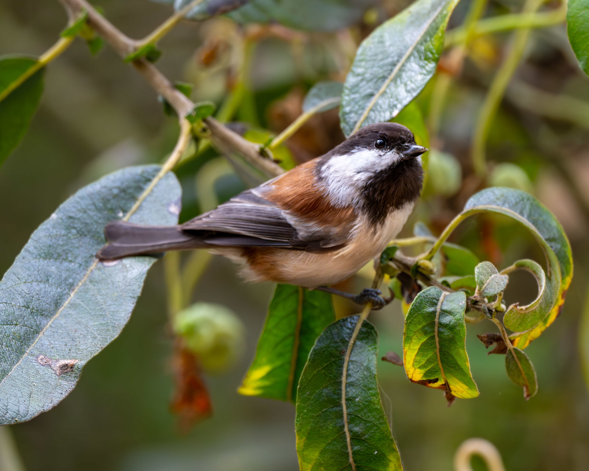 Chestnut-backed Chickadee © Melissa James/Macaulay Library
