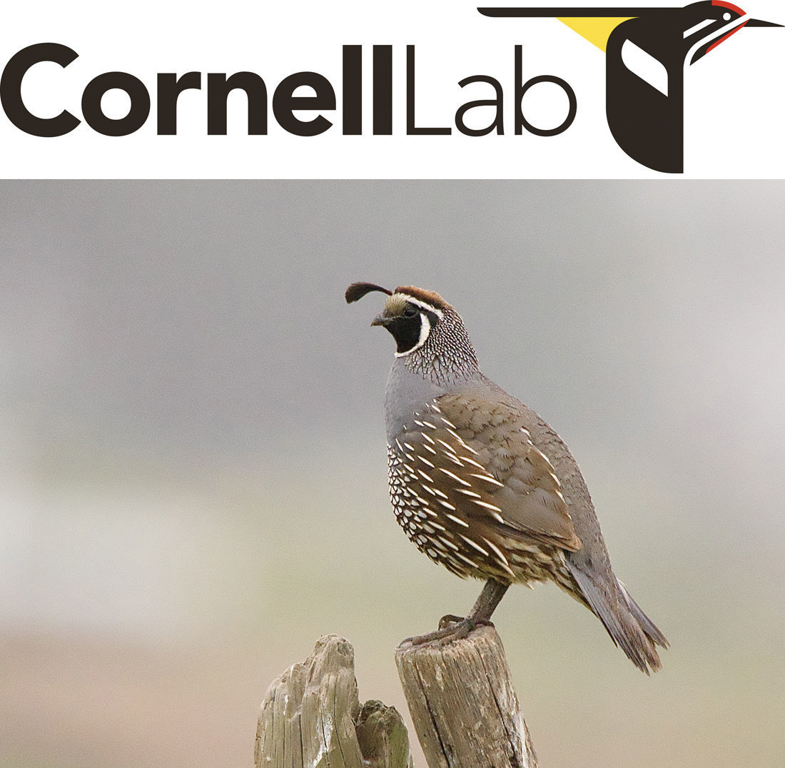 California Quail © Craig Rasmussen/Macaulay Library