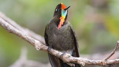 Rainbow-bearded Thornbill © Stubblefield Photography/Shutterstock