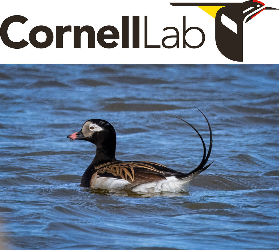 Long-tailed Duck © Gene Tortelli/Macaulay Library