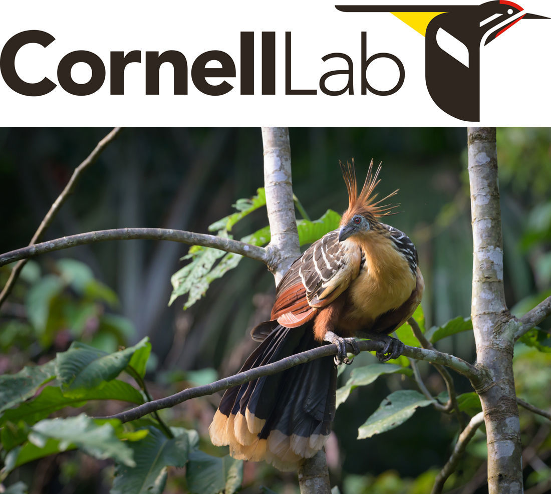 Hoatzin © Graham Gerdeman/Macaulay Library