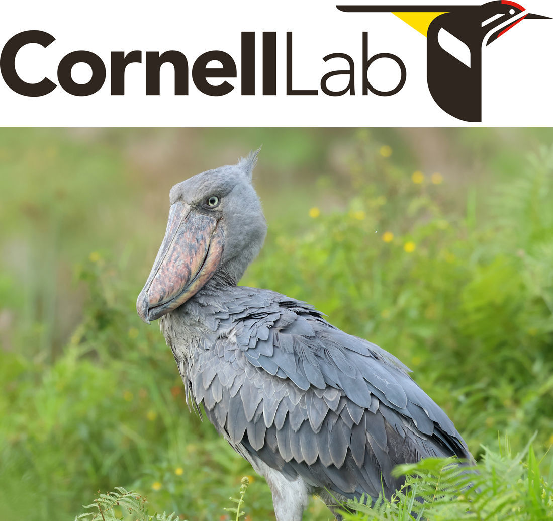 Shoebill © Anne-Marie Harris/Macaulay Library