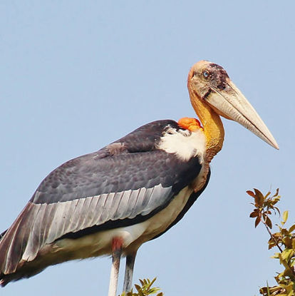 Greater Adjutant © Dion Hobcroft