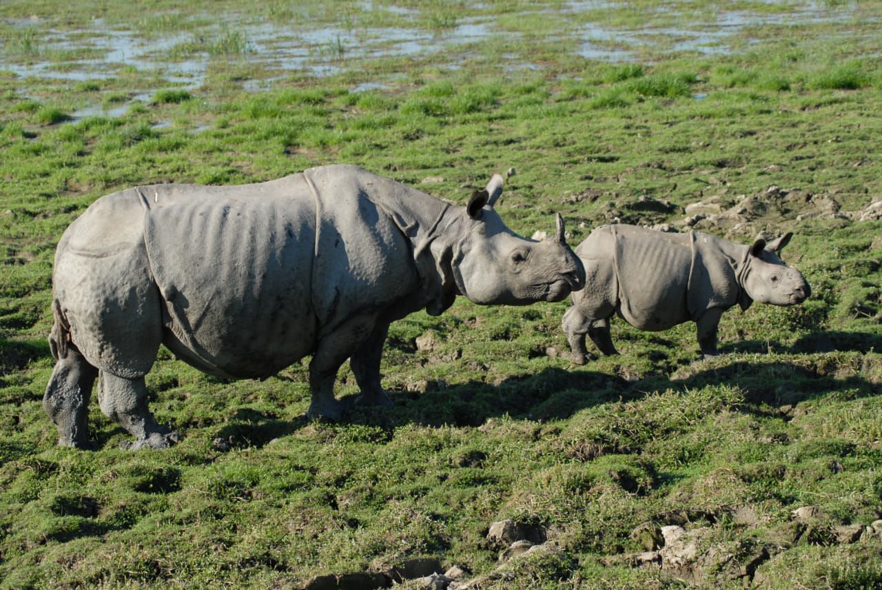 Indian (Greater One-horned) Rhinoceros © Exotic Journeys