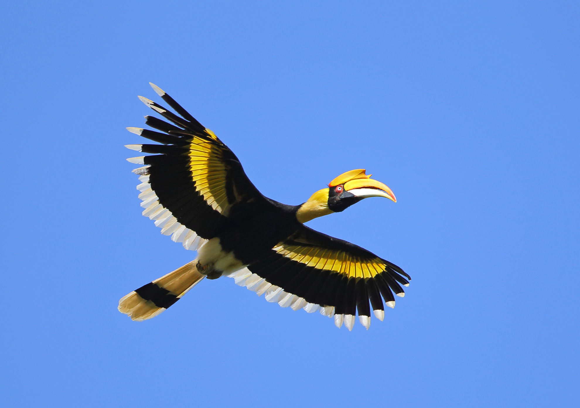 Great Hornbill © teekayu/Shutterstock