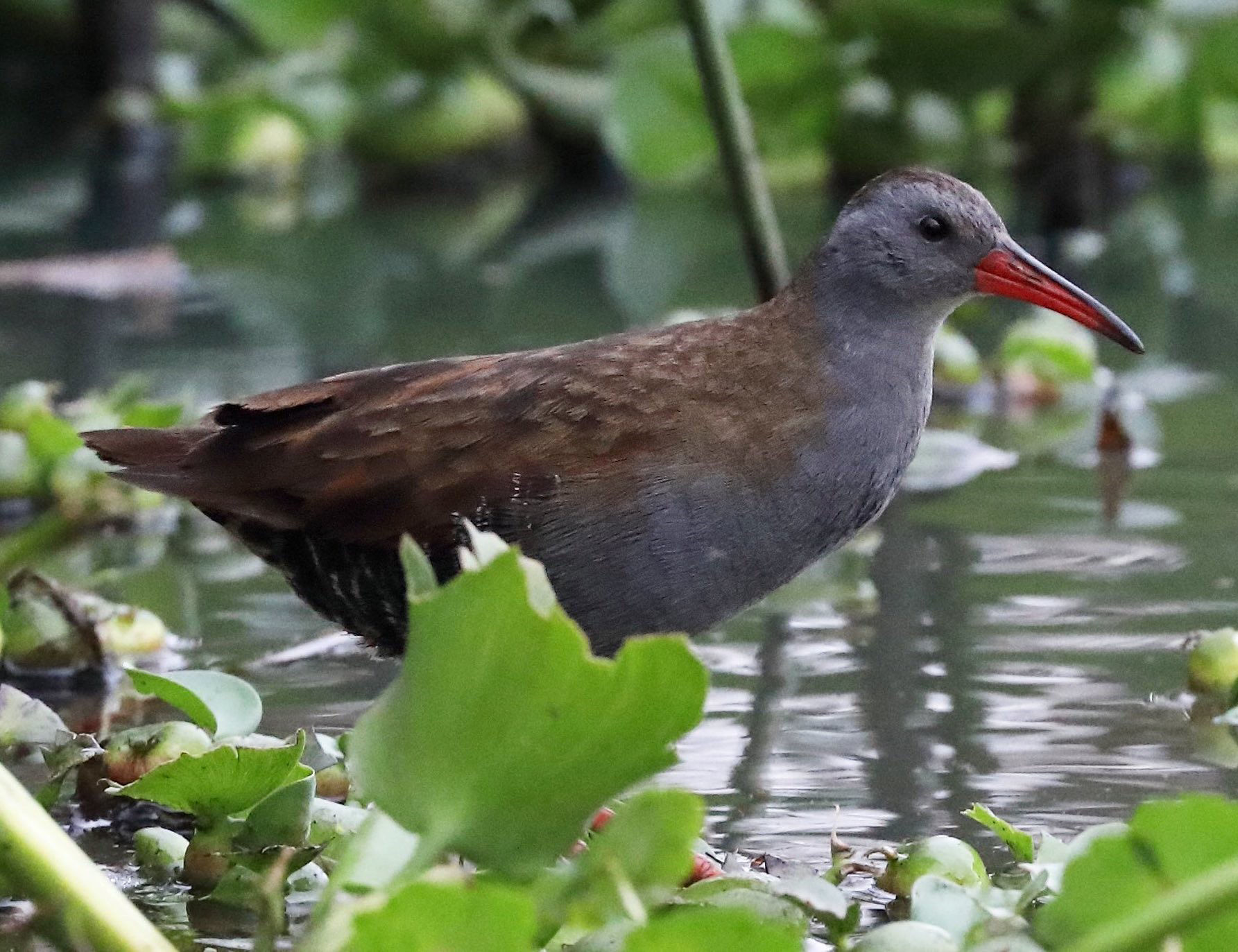 Bogota Rail © David Ascanio