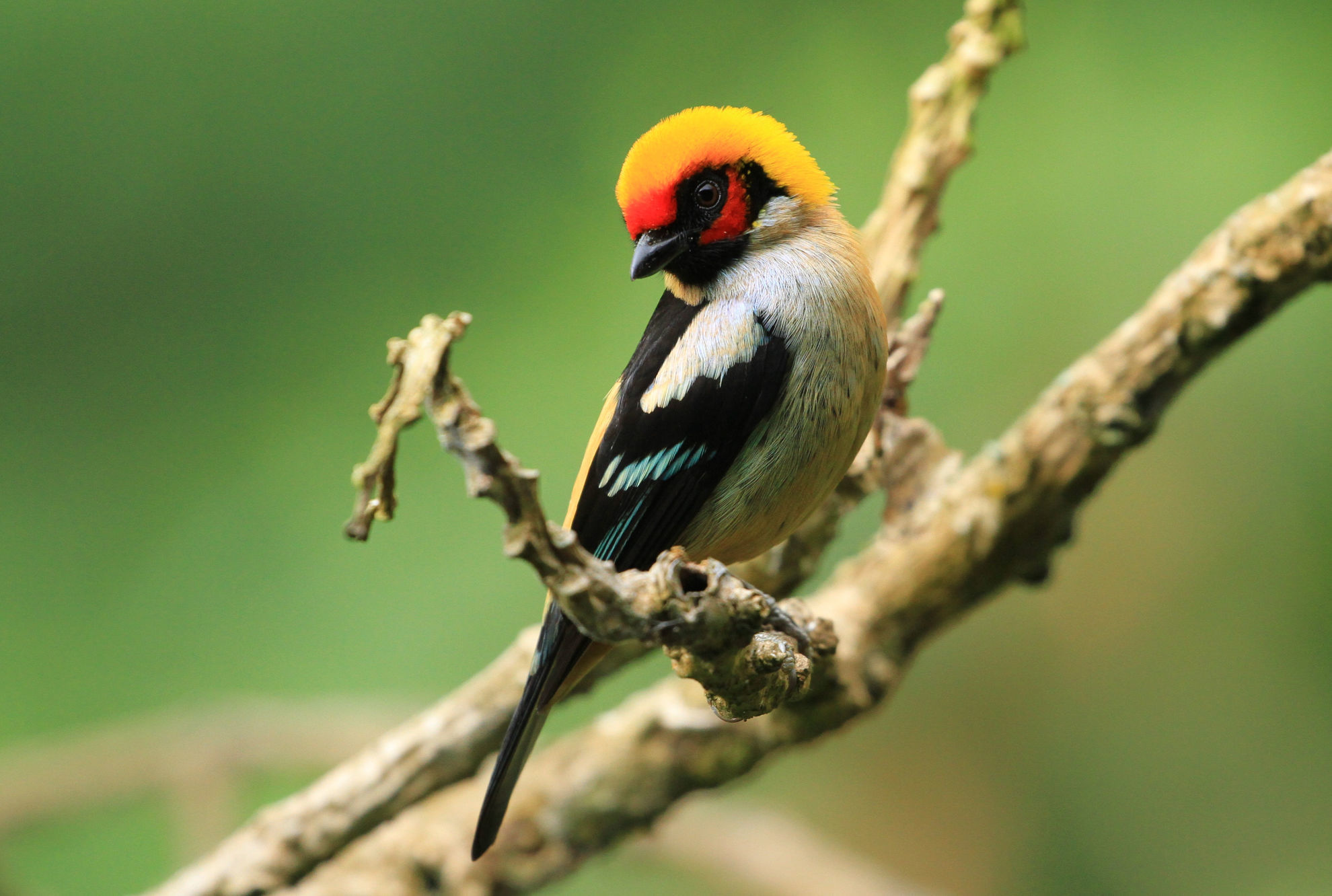 Flame-faced Tanager © Steve Hilty