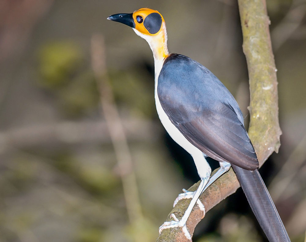 White-necked Rockfowl © B. Cottele