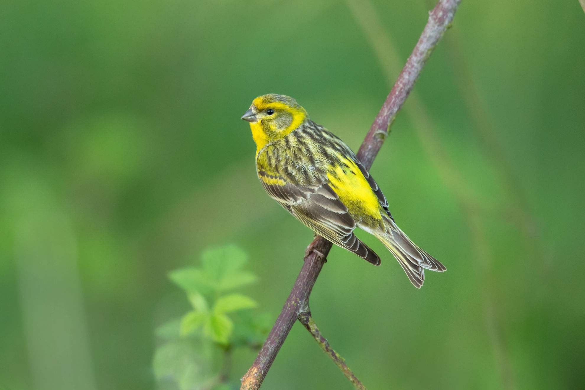 European Serin © Milan Zygmunt/Shutterstock