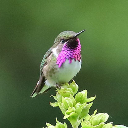 Bumblebee Hummingbird © Brian Gibbons