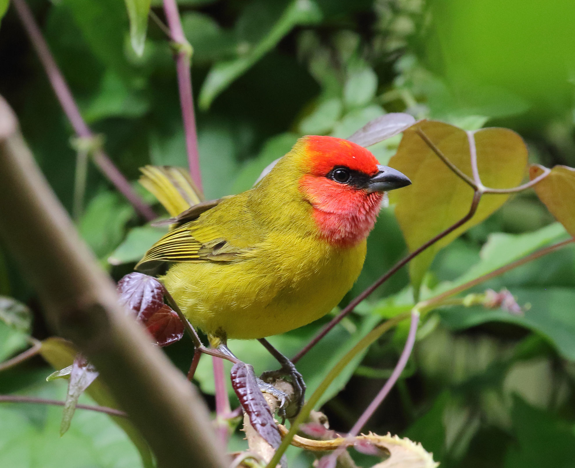 Red-headed Tanager © Brian Gibbons
