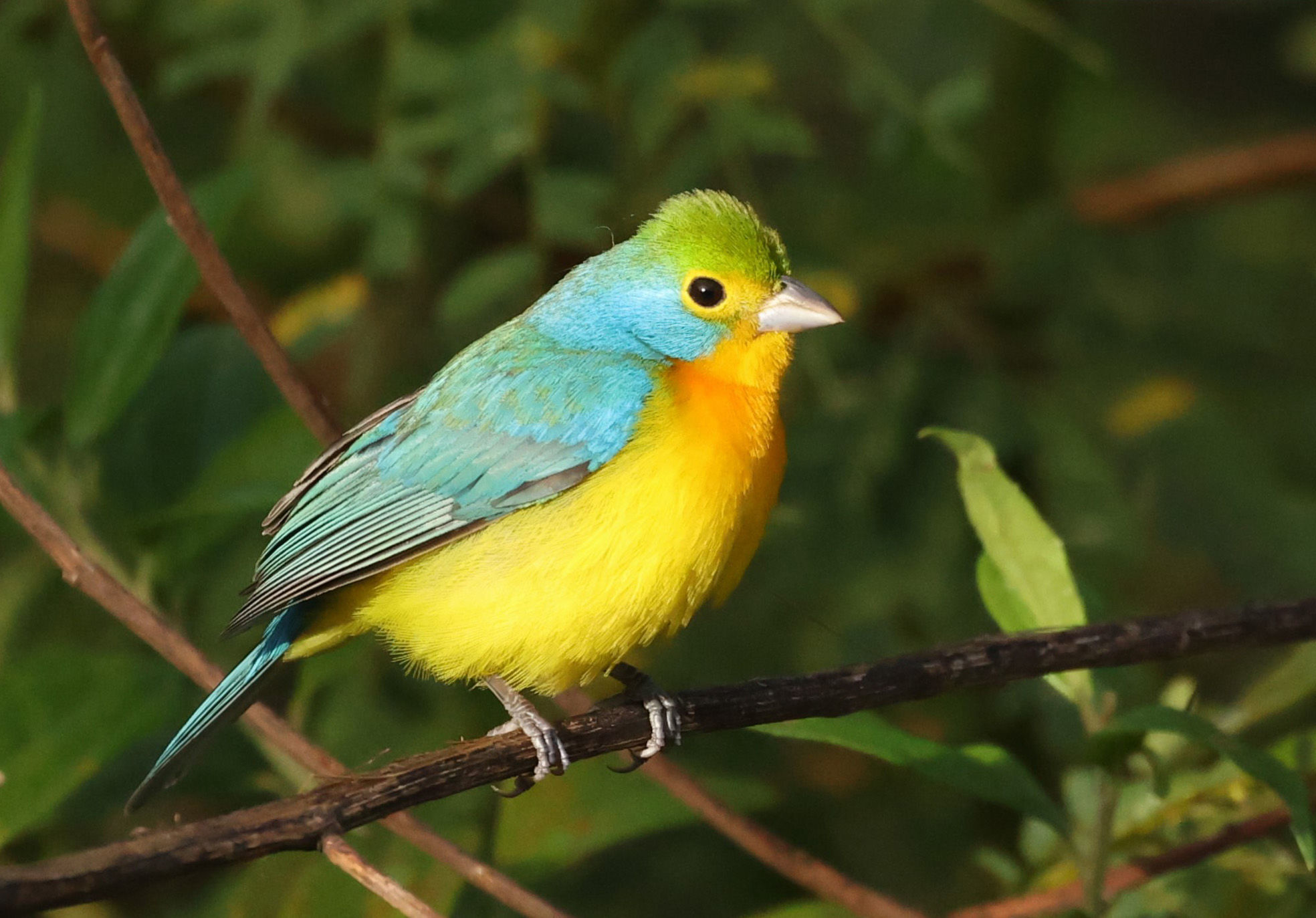 Orange-breasted Bunting © Brian Gibbons