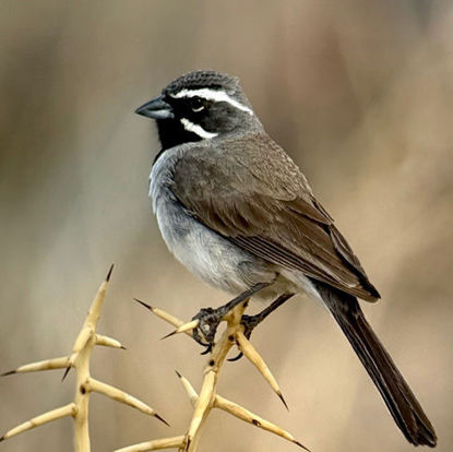 Black-throated Sparrow © Brad McKinney