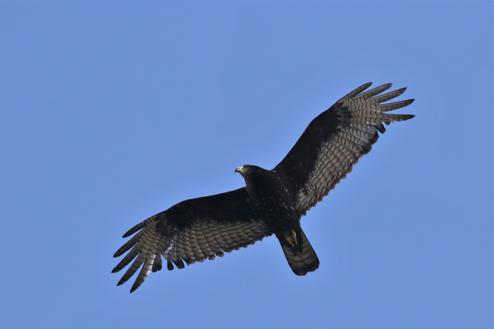 Zone-tailed  Hawk © Brian Gibbons