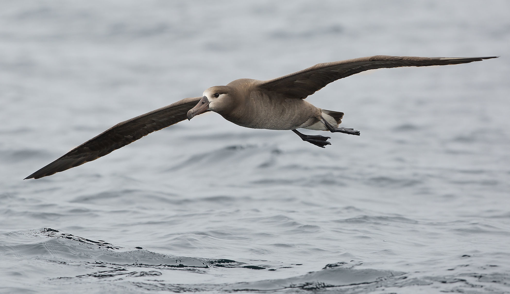 Black-footed Albatross © Chase Dekker/Shutterstock