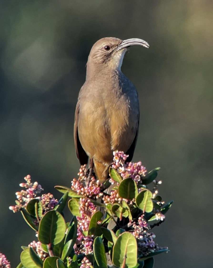 California Thrasher © Brennan Mulrooney