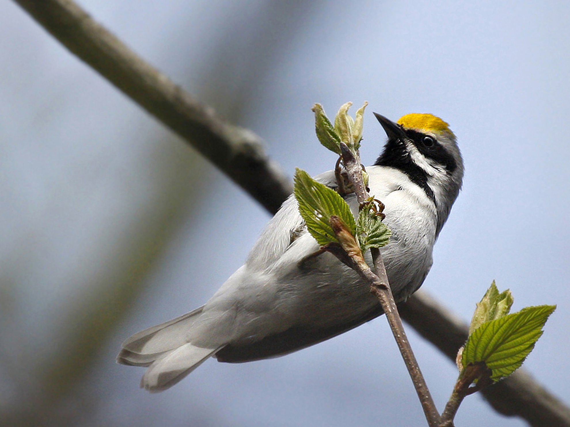 Golden-winged Warbler © Erik Bruhnke