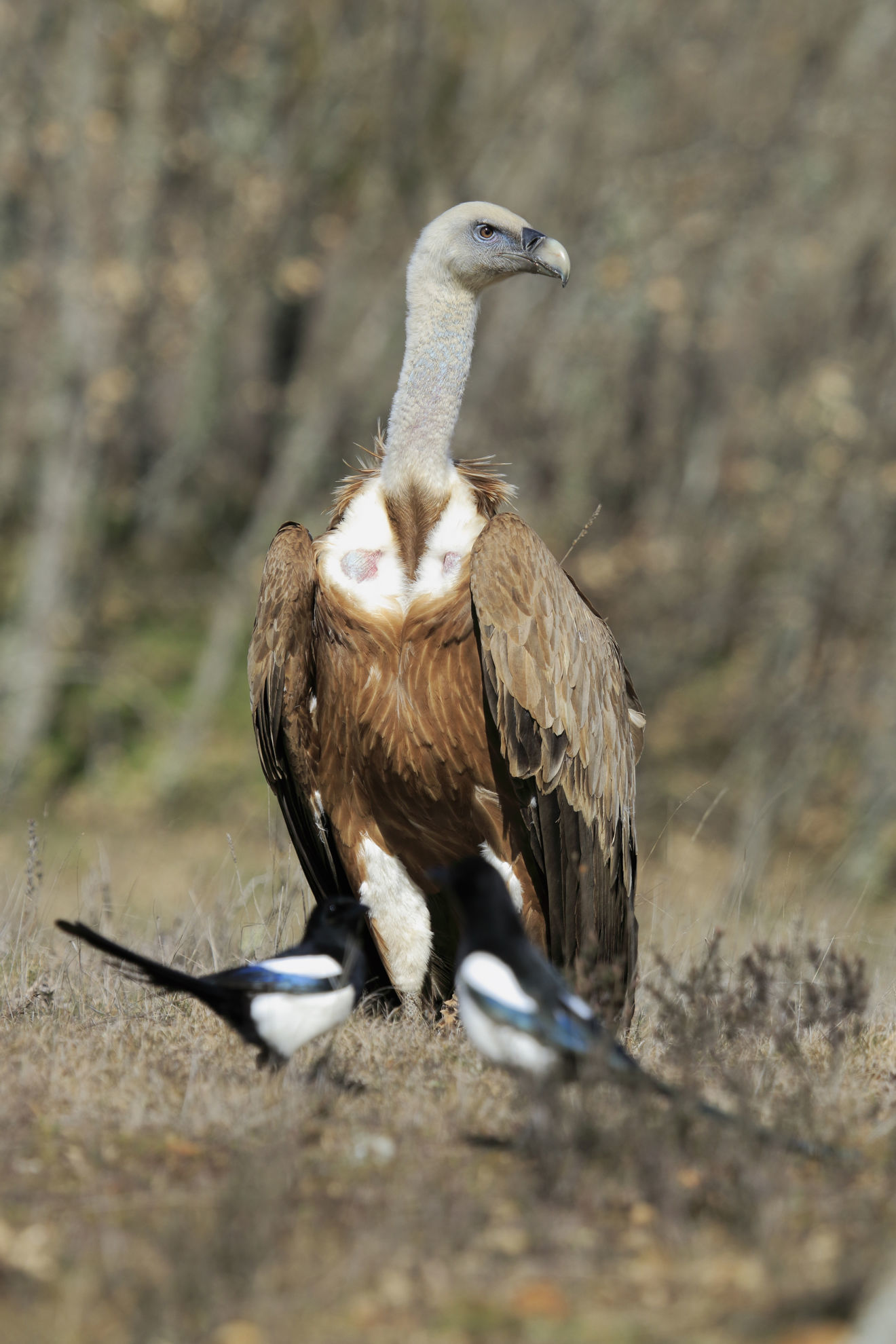Eurasian Griffon © Wild Doñana