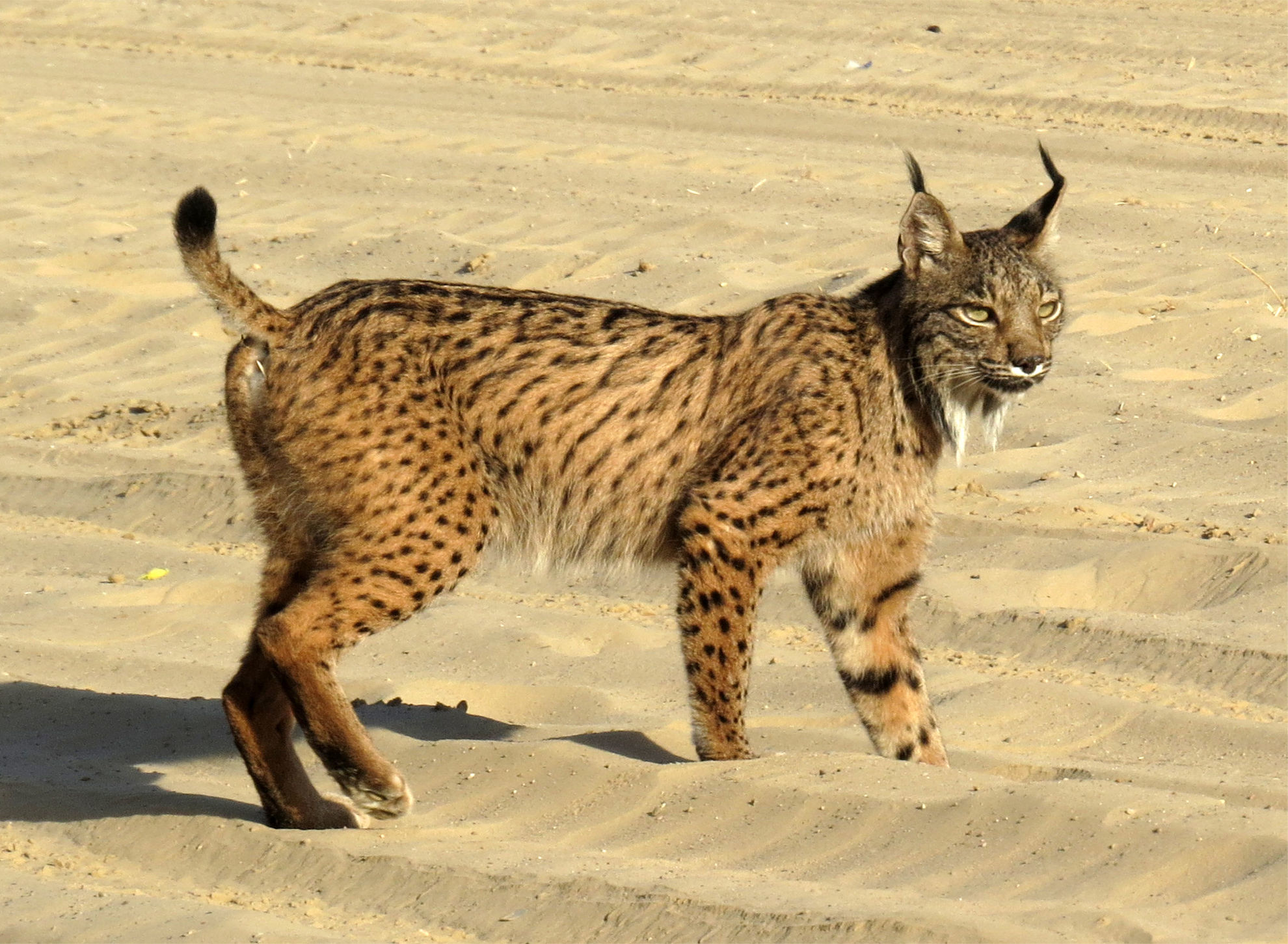Iberian Lynx © Wild Doñana