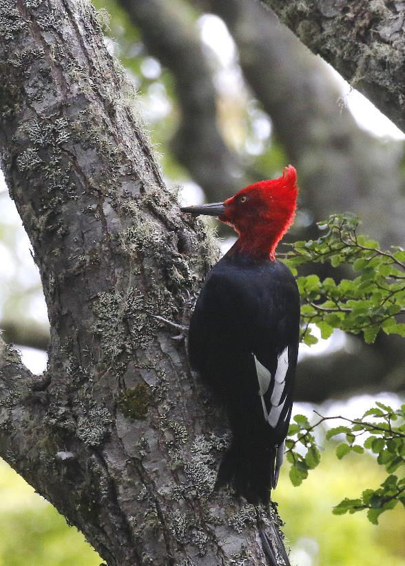Magellanic Woodpecker  © Andrew Whittaker