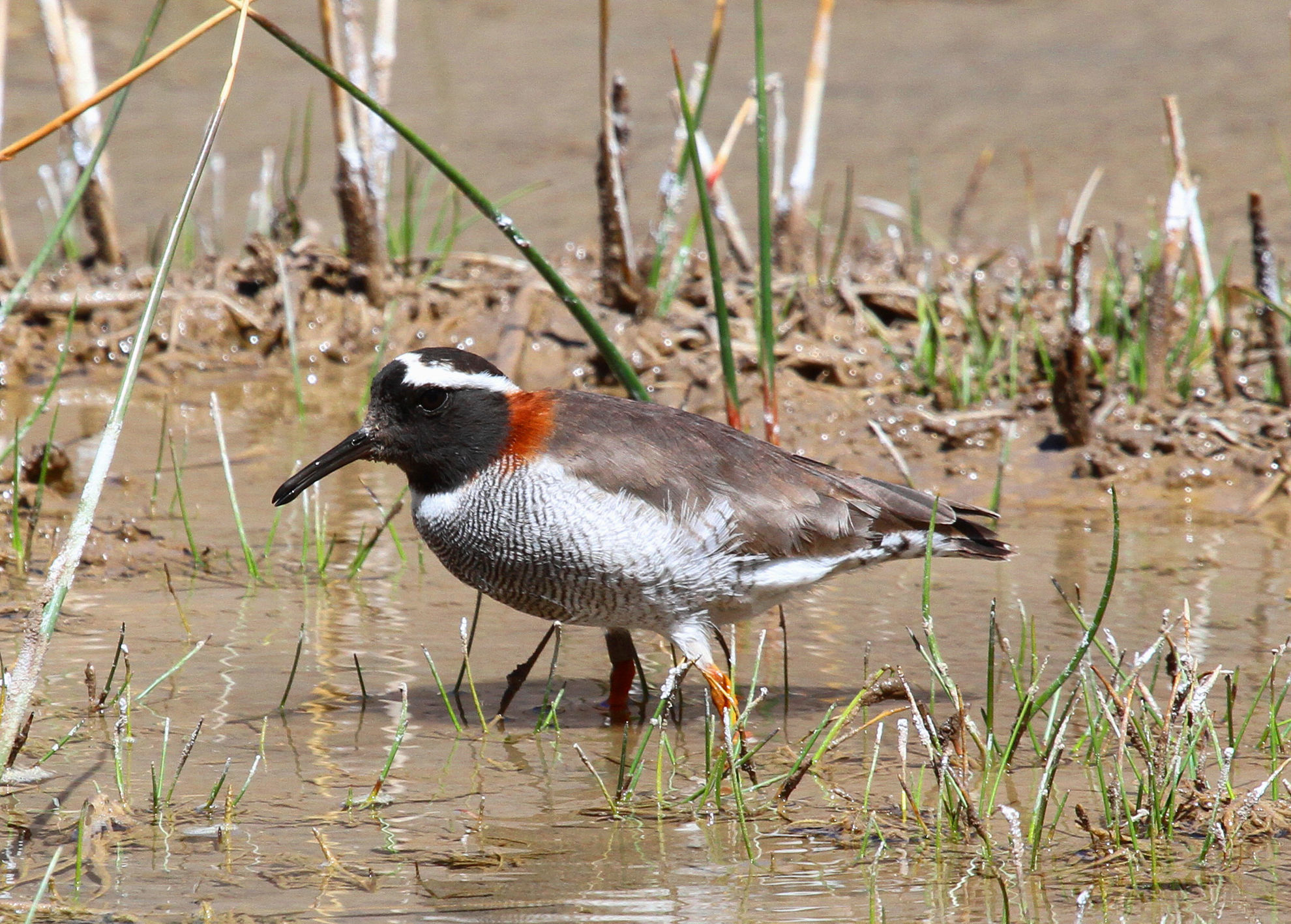 Diademed Sandpiper-Plover  © Andrew Whittaker