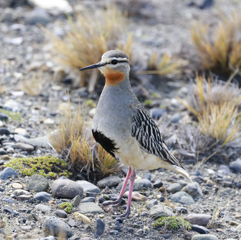 Tawny-throated Dotterel © Andrew Whittaker