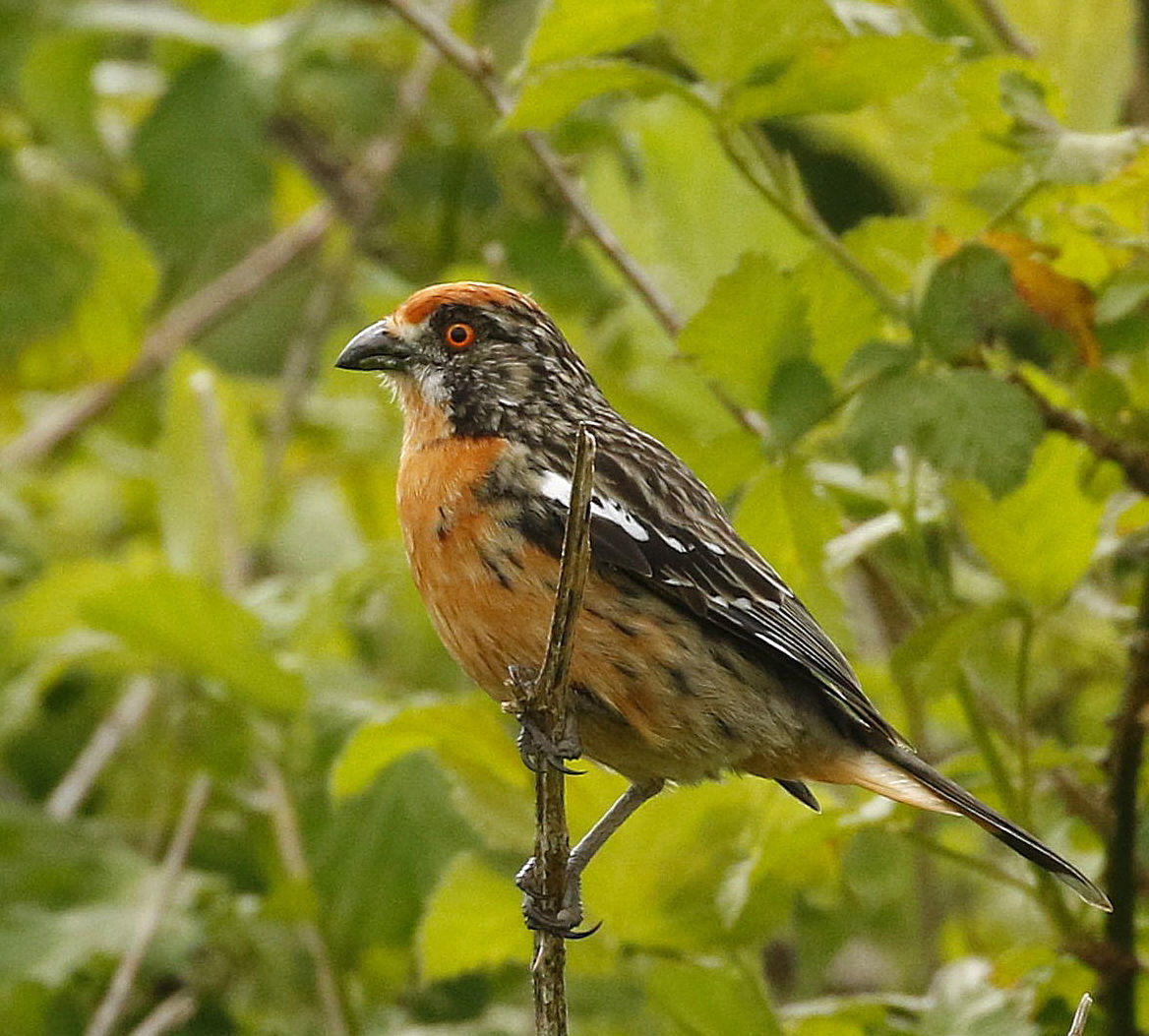 Rufous-tailed Plantcutter © Andrew Whittaker