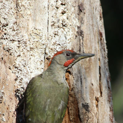 Iberian Green Woodpecker © Wild Doñana