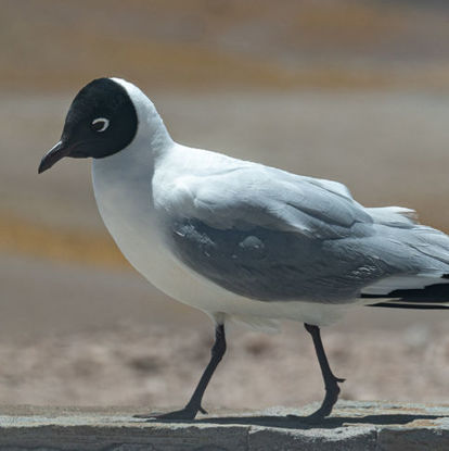 Andean Gull © Ariel Jimenez Gil/Shutterstock