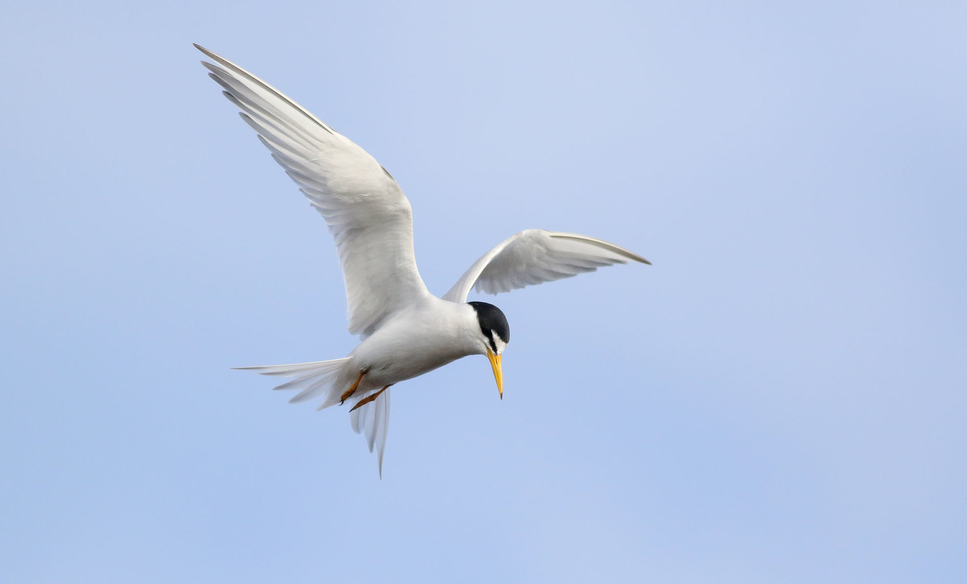 Least Tern © Michael O'Brien